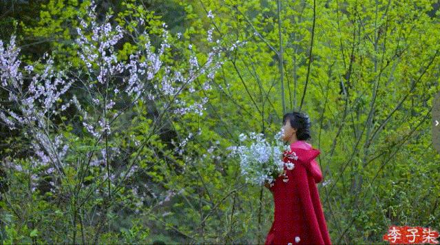 菜吧：又火了！李子柒“鲜花宴”再次火爆全网！数千万网友看酸了