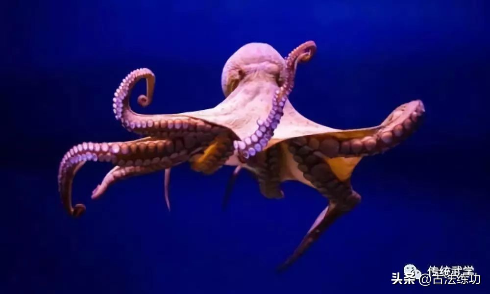 太极基本五步法,太极初步练法