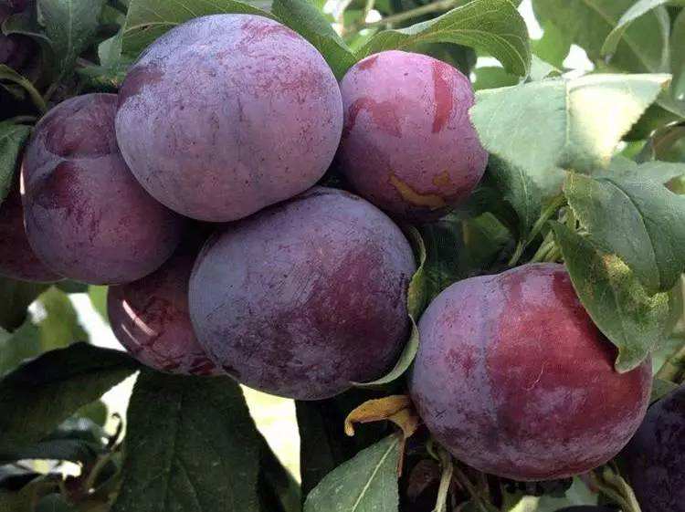 七月份当季水果有哪些水果,七月水果当季