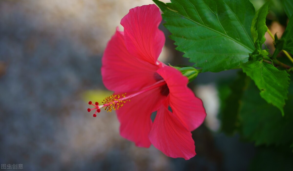 养什么植物晒不死又不怕冻,北方冬天适合养的花草耐寒耐冻