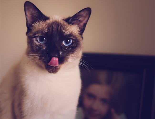 一分钟带你了解常见猫的品种,猫咪品种大全教你认清猫咪的种类