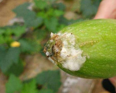 农管家黄瓜菌核病用什么杀菌剂好,黄瓜细菌性果腐病特效药