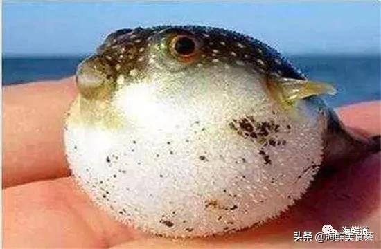 十种最美味海鲜,100种常见海鲜大全图