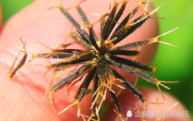 农村的鬼针草,农村有一种野草叫鬼针草能吃么