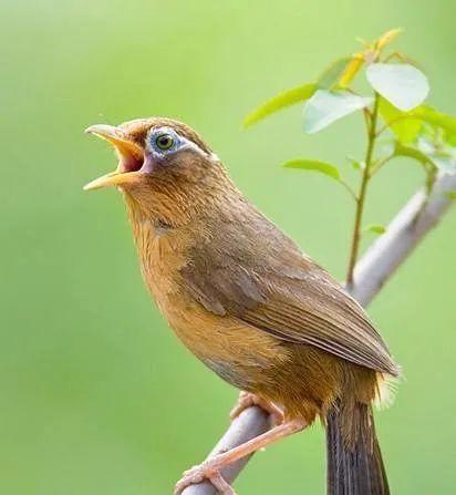 画眉鸟换羽期需要注意什么,画眉鸟换毛先换尾巴有什么坏处