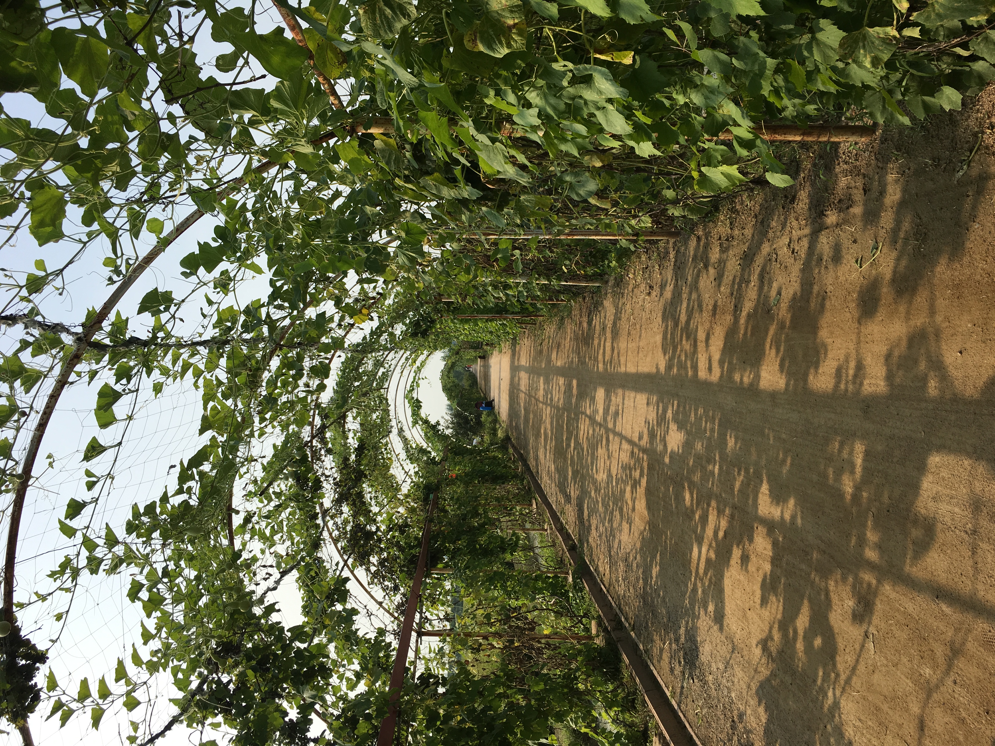 沈阳稻梦空间景区旅游攻略,沈北稻梦空间旅游攻略