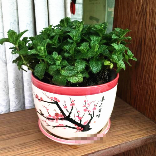 薄荷的用处和好处,薄荷是个宝它有什么妙用