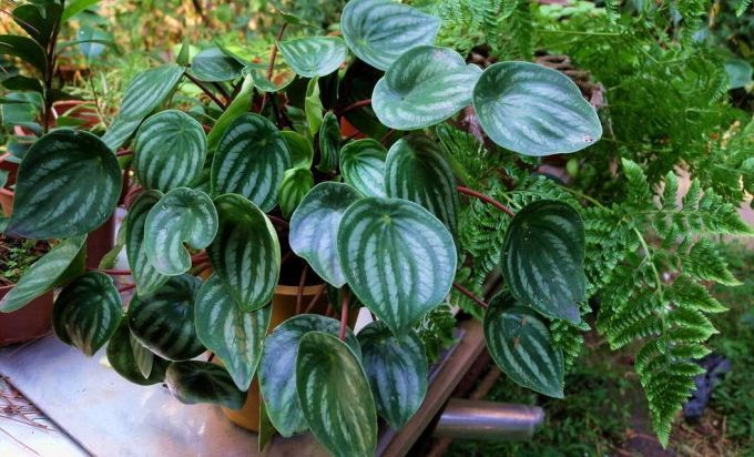 好养的盆栽花卉大全,人养花花