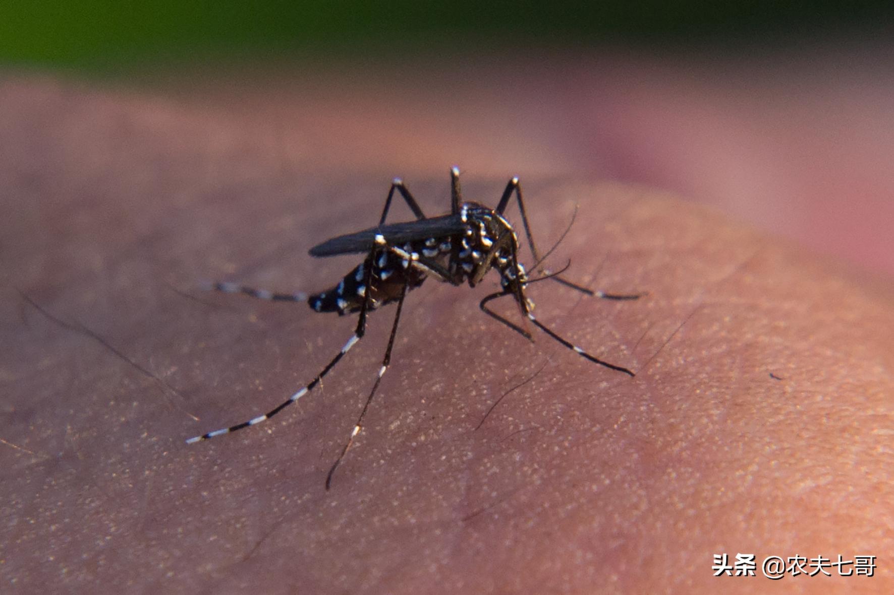 蜱虫幼虫怎样消灭,牛虻和蜱虫