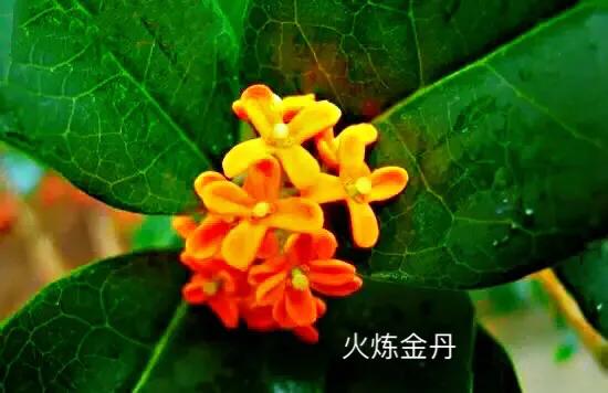 桂花嫁接其它品种桂花,桂花品种里有沉香桂花吗