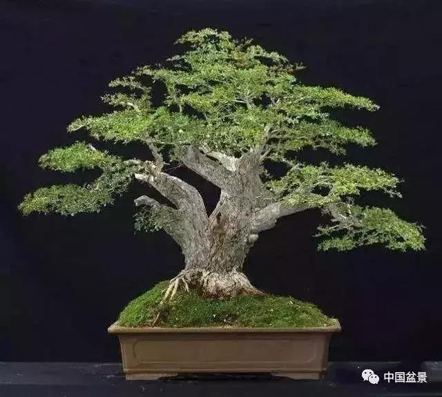 盆景植物最好养的,好养易活的盆景植物有哪些