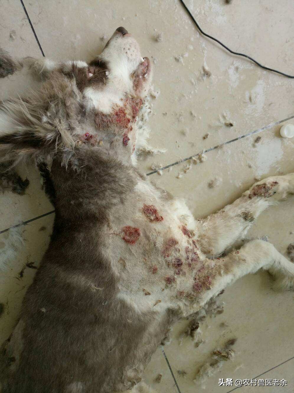 猫狗常见的疾病和原因,宠物皮肤病诊断