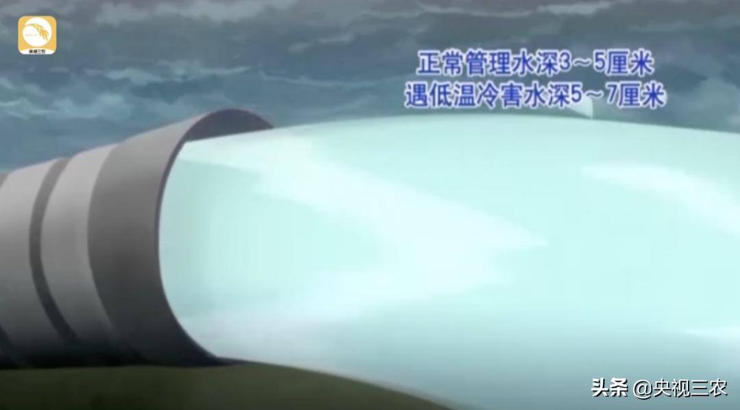 水稻倒伏怎么防止发芽,水稻可以用二甲四氯钠防止倒伏吗