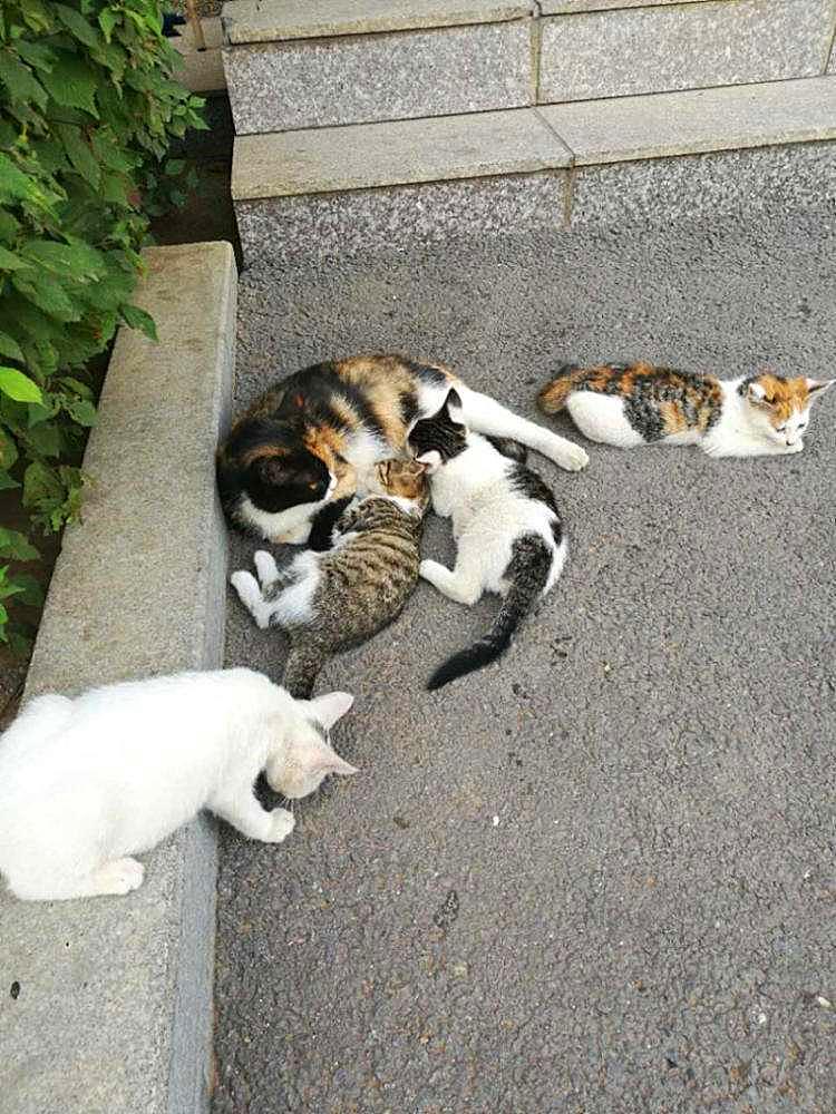 20块钱能买几只猫,20块钱买的猫