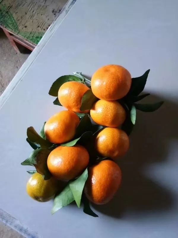 金秋砂糖桔2020年11月6日收购价,金秋砂糖桔现在能卖多少钱一斤