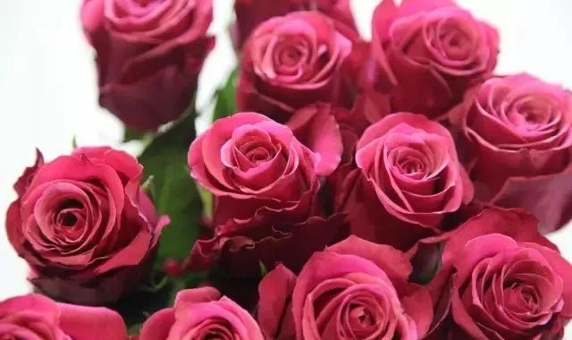 一万年一次的2020520；一起认识100种玫瑰~别送错啊