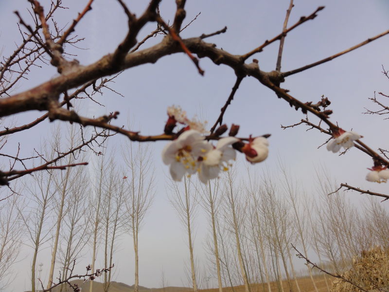 坚持艾灸3年的真实感受,艾灸治腰疼真的有效吗