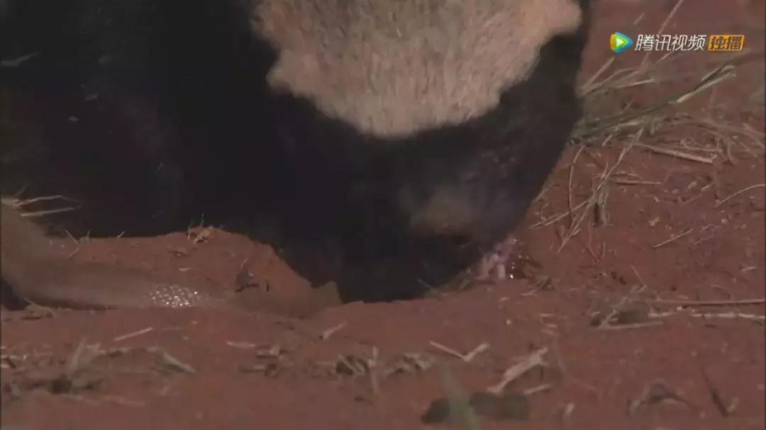 跟狮子抢肉，怼非洲鬣狗，看硬核“平头姐”成长史！
