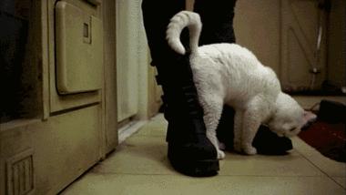 猫咪喜欢铲屎官是怎么回事,猫咪铲屎官要知道的知识