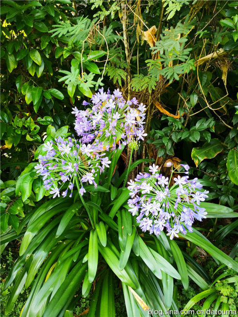 在新西兰你活得多自在,新西兰成功治好了我的焦虑