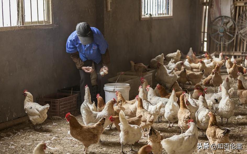这才是农村最有前景的养殖项目,在农村养殖这四种动物不愁没销路