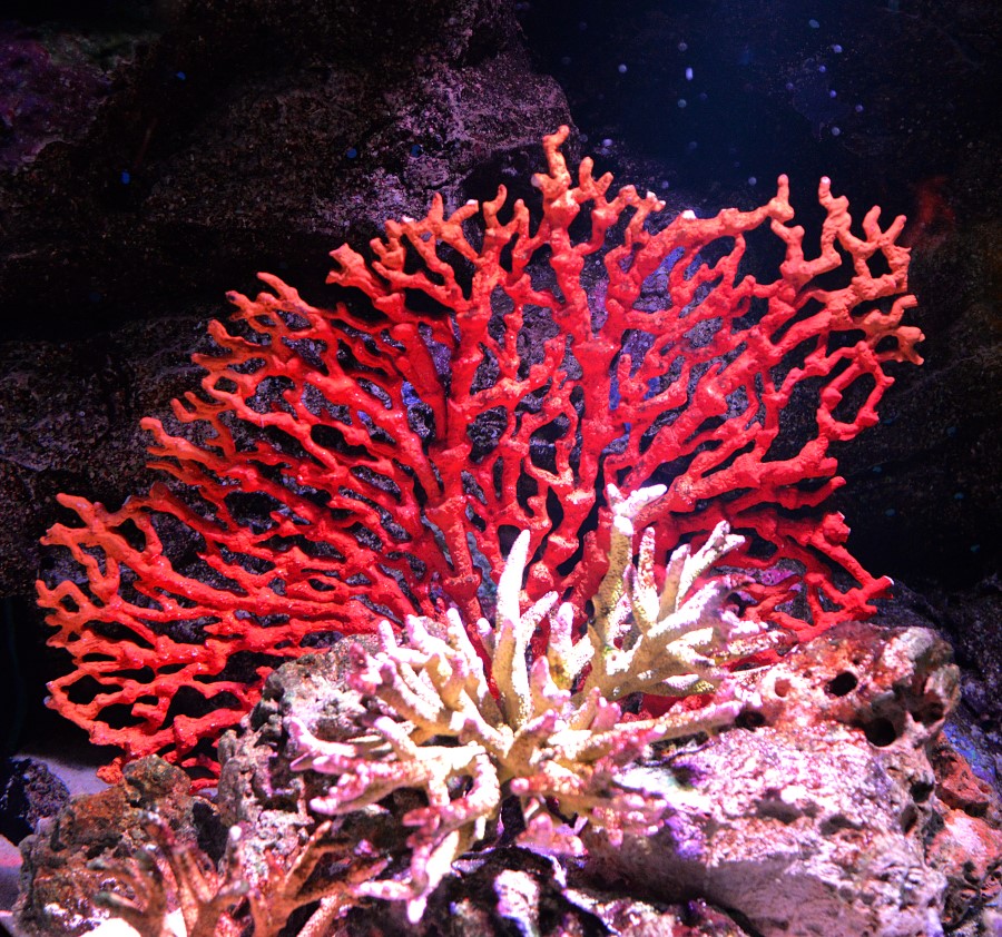 火树银花源于哪里,红珊瑚最早出现在哪个年代