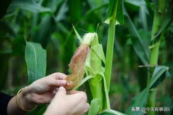 菜市场搞个小摊位卖蔬菜能挣钱吗,菜市场摆摊卖蔬菜好吗