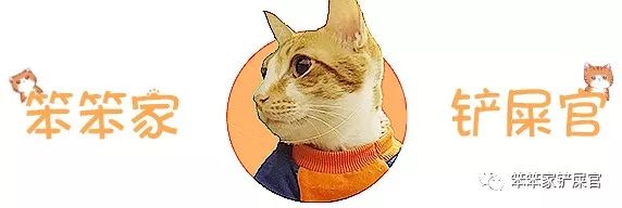 猫咪挑食饿两三天就好了,猫咪挑食饿几天会好吗