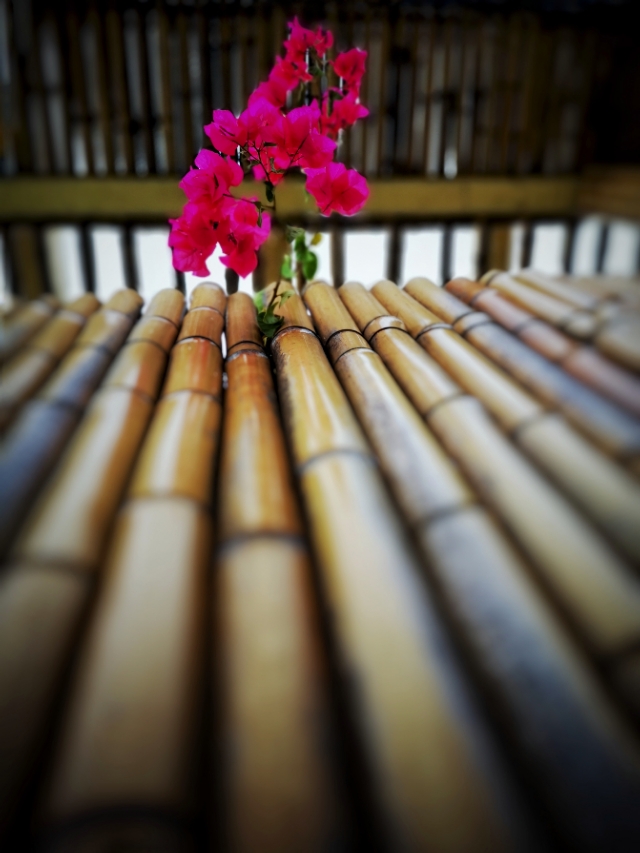 我是花痴，我花心（苏州西山行之一）