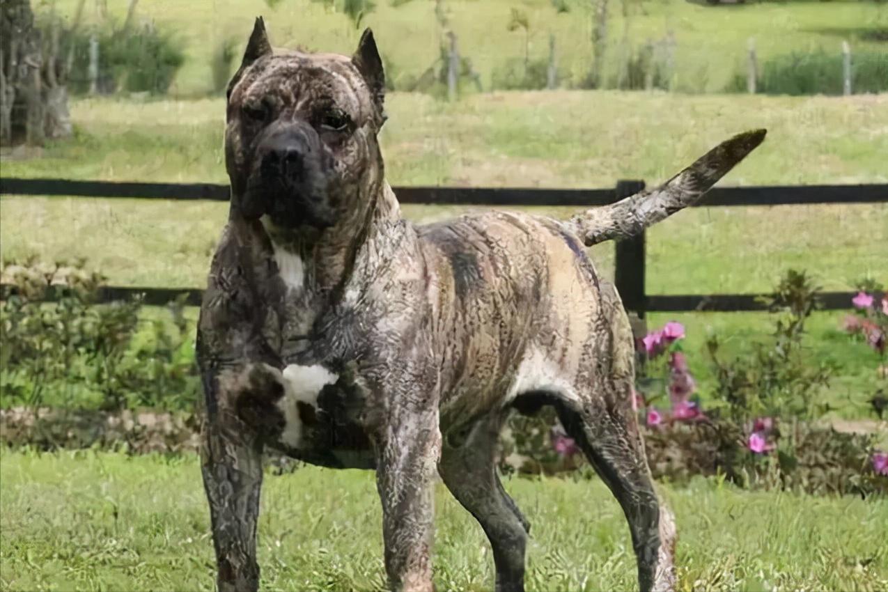 加纳利犬十大猛犬,加纳利犬真的是杀人犬吗