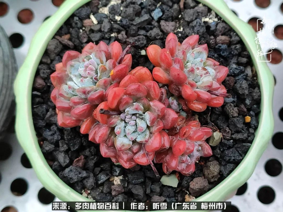 爱上多肉精致生活,爱上多肉我们的减压法宝