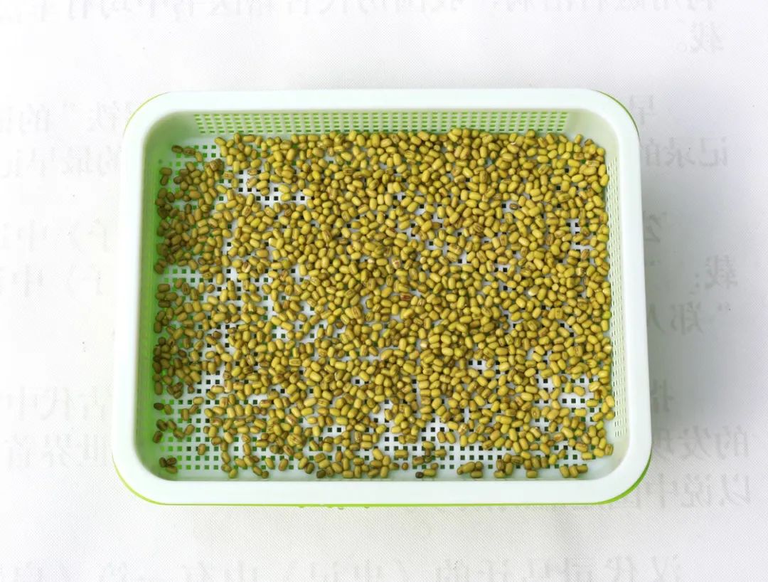 室内空心芽苗菜无土栽培种植,芽苗菜的种植方法全集免费看