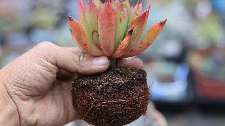 新手养多肉的方法和技巧,怎样能把多肉养得又肥又好看