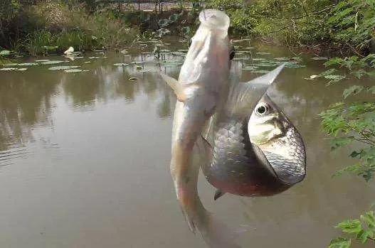 野钓总是下钩中鱼情况分析,野钓双尾率怎么提升