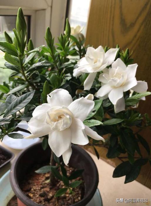 来自法国巴黎的“浪漫”,要想搬回家,“法国香水茉莉”能实现