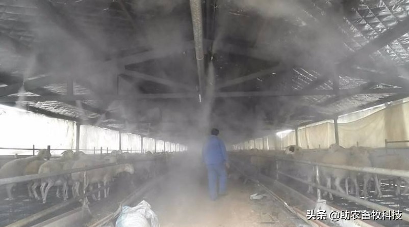 养羊夏季怎样减少骚臭味,养羊低温处理法