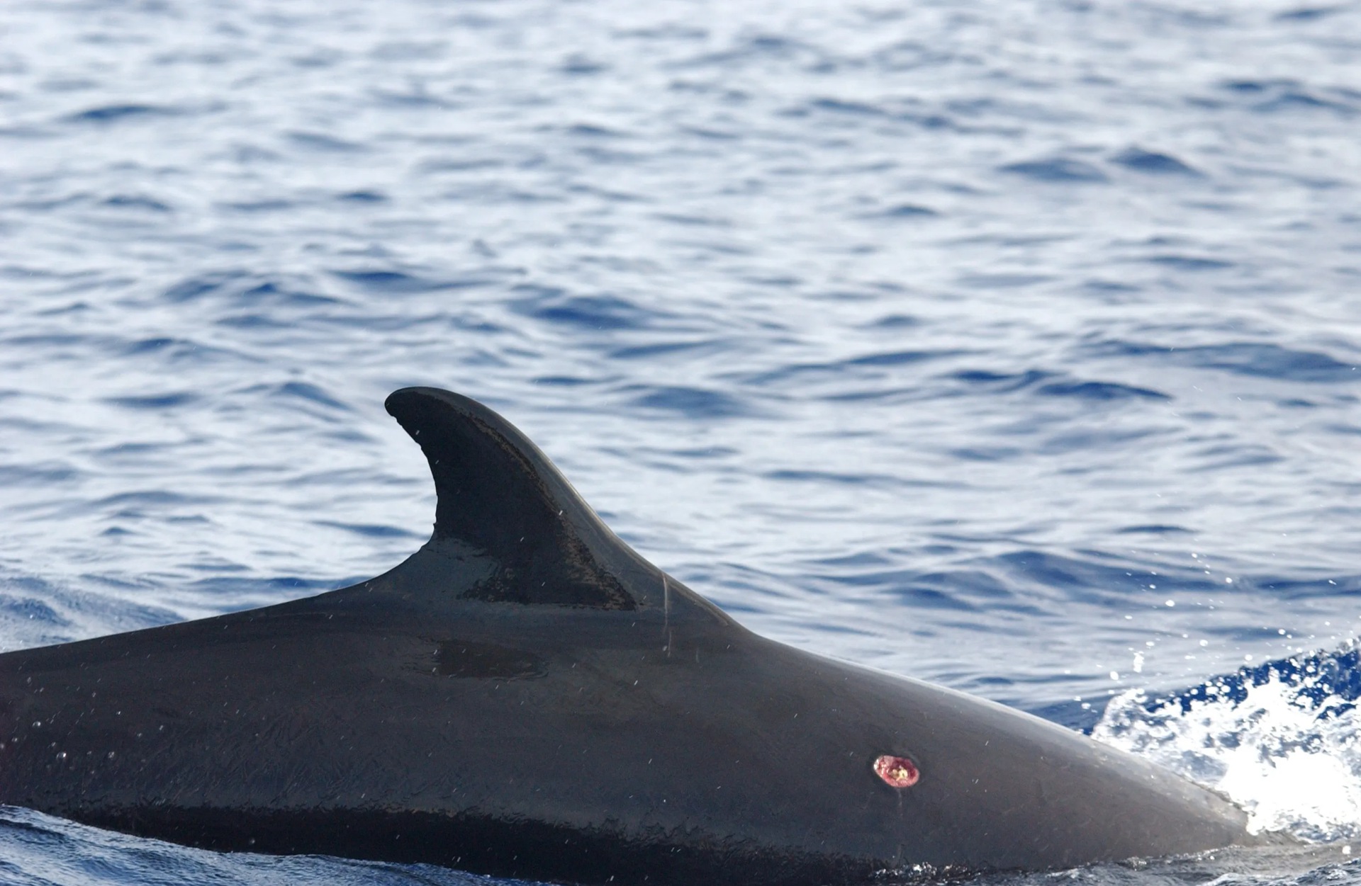 体长仅3cm却是咬人最疼的生物,食人鱼疯狂撕咬人类