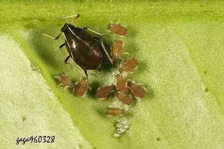 蚜虫的最新防治办法,蚜虫怎么危害植物小视频