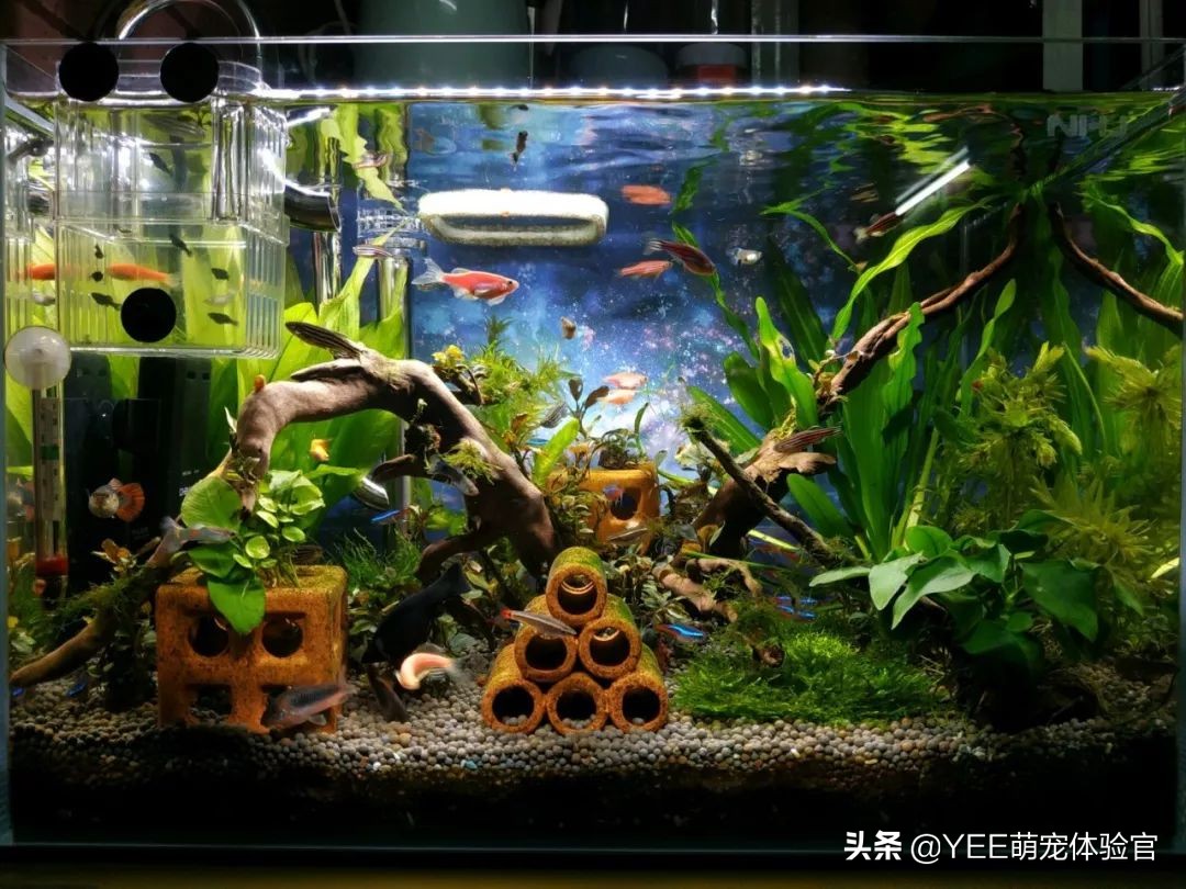 强大的硝化细菌,硝化细菌无处不在吗