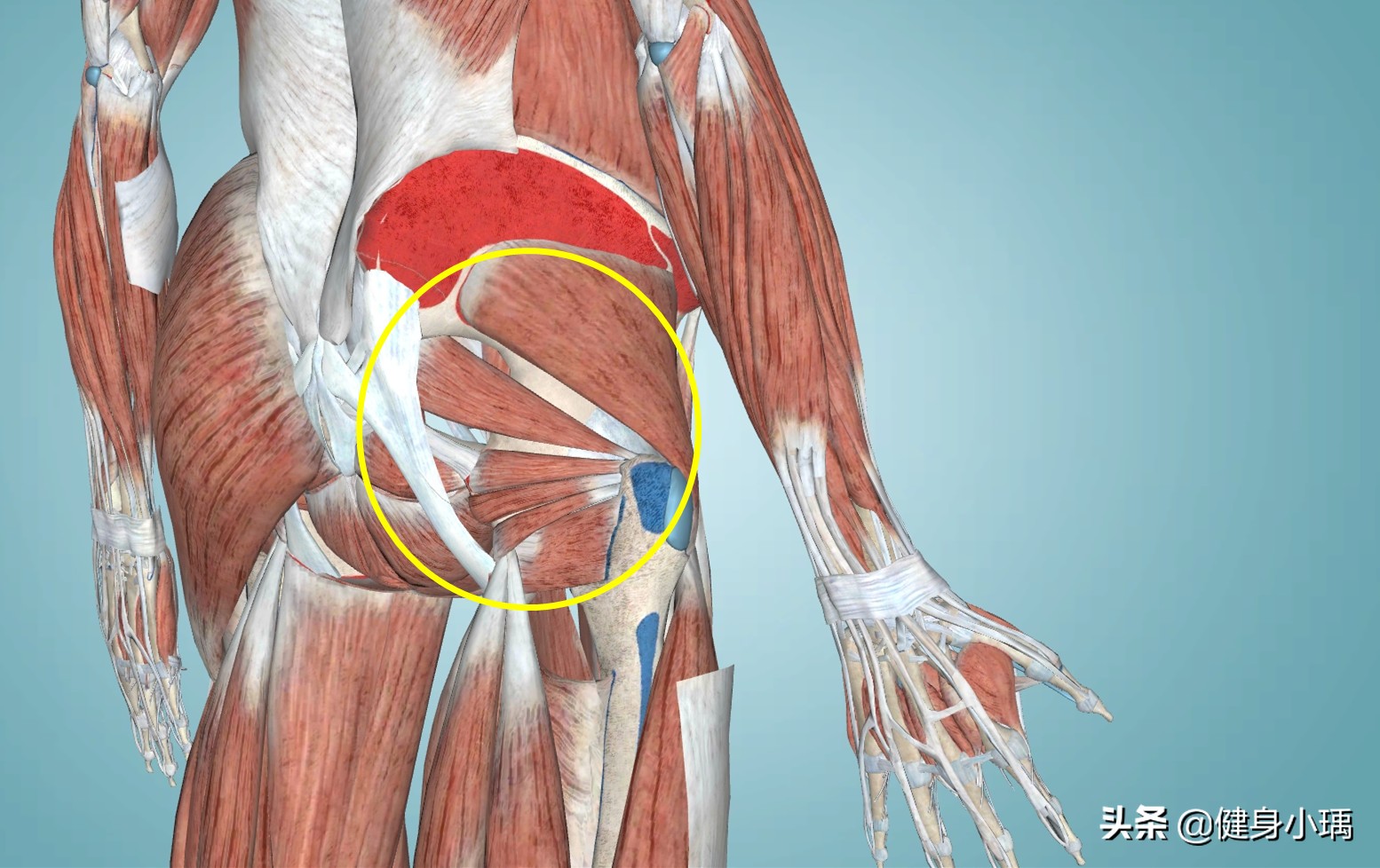 膝关节外侧疼痛怎么办？不要在膝关节找原因，你得关注这个部位