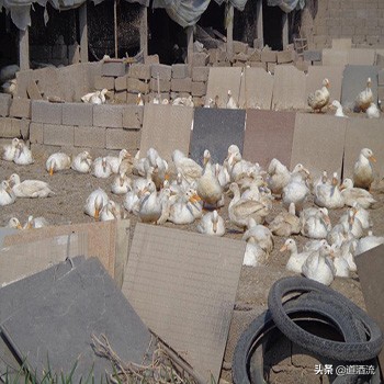 填鸭怎么看是否肥,填鸭的饲料