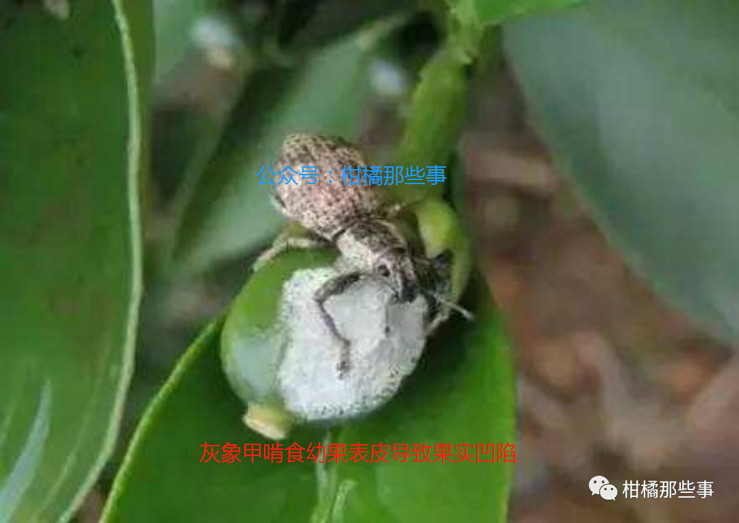 安徽柑橘保花保果的措施有哪些,丰收期柑橘促梢和保果必看