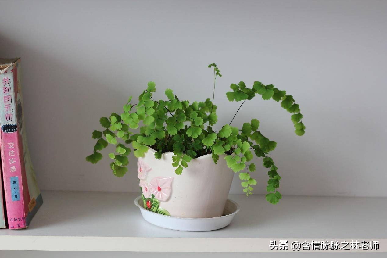 家里植物长得不好有什么说法,家里什么植物都养不好是什么原因