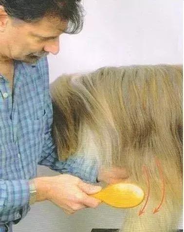 长毛犬如何让毛不打结,长毛犬打理视频