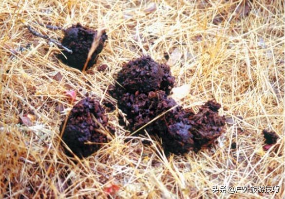 鍥藉鐙╃寧閲庣尓,缇庡浗鎹曠寧閲庣尓