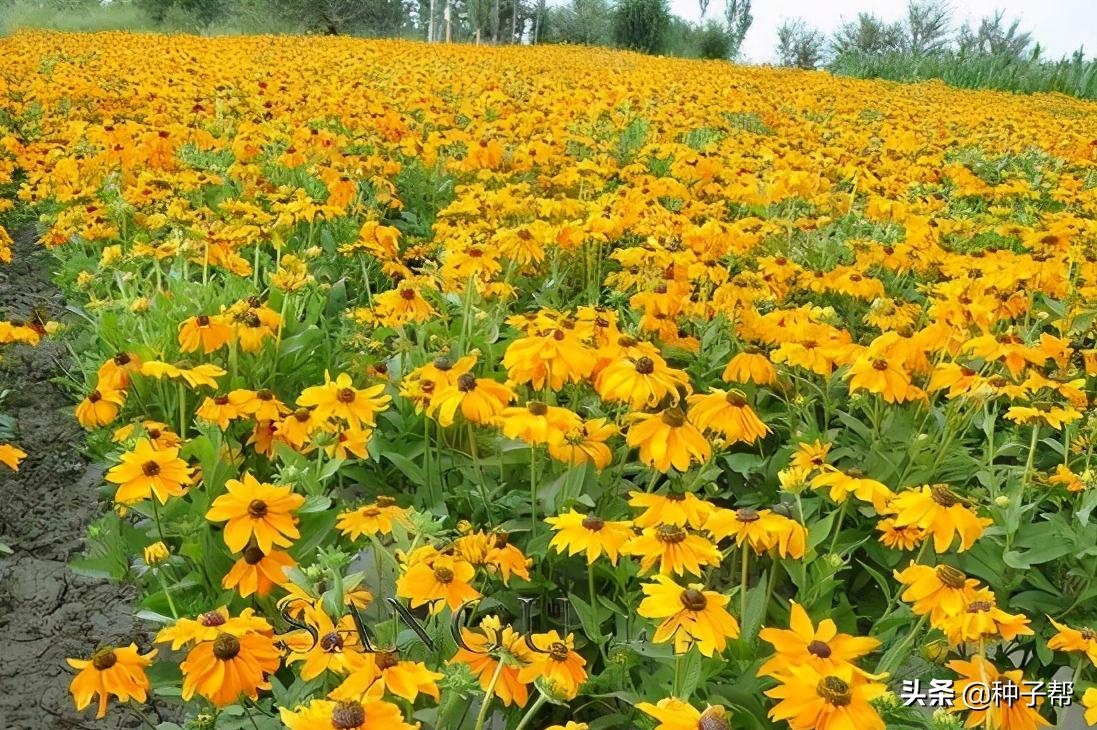 宿根草本金光菊的主要品种,黑心金光菊的品种有哪些