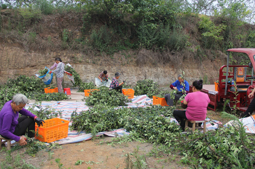 大叔收集废品变废为宝,重庆大叔创业