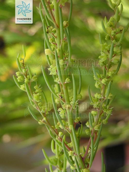 一日一草和白芷,一日一草图片大全集