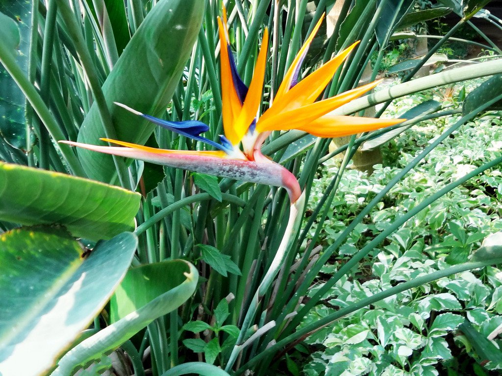 在花卉世界里，我最喜欢的20种美丽的花，花香花美