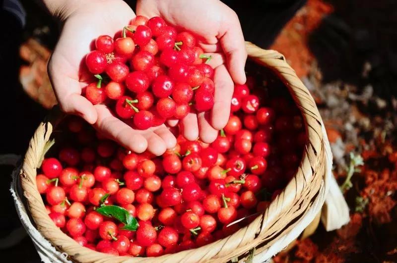 昆明樱桃采摘园安宁的樱桃熟了,昆明安宁樱桃采摘地点推荐